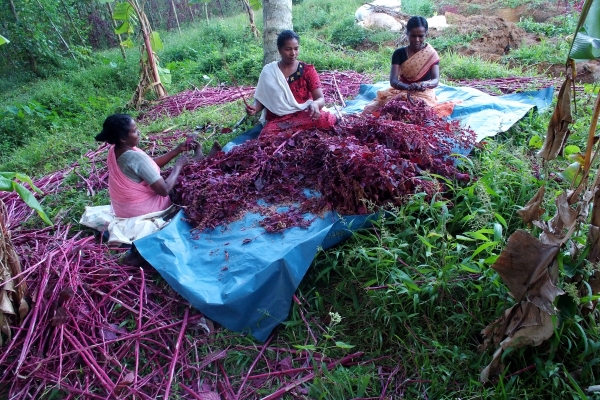 farming-2F6480779-74C2-8C9E-464A-F821CFDD391D.jpg